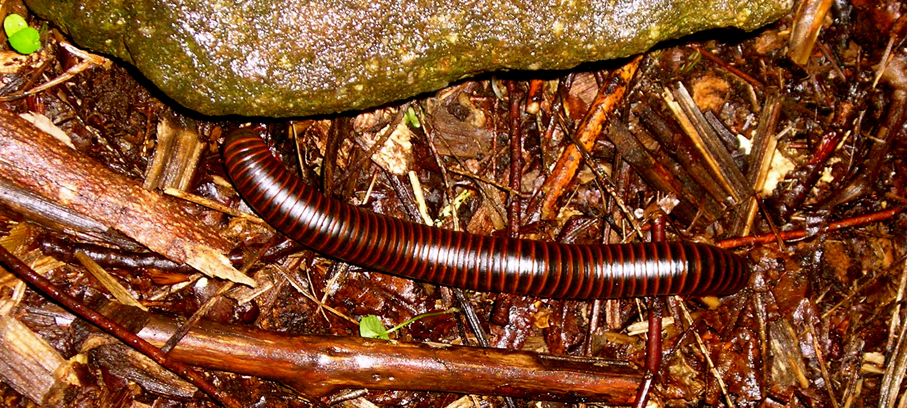 millipede.jpg